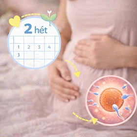 Babavárás hétről hétre: 2. hét – A nagy találkozás pillanata