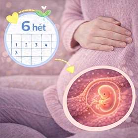 Babavárás hétről-hétre: 6. hét - A lüktető élet bizonyítéka